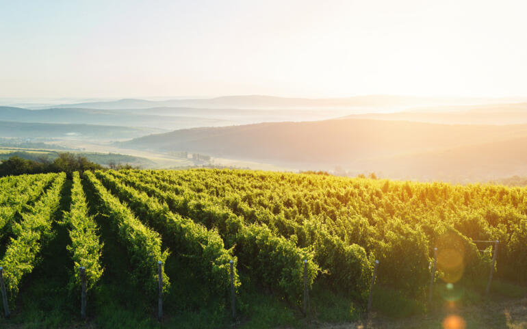Hungarian Wine: Hope, Dreams, Heritage and Progress